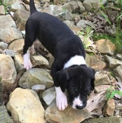 Akc reg. Male and female Great Dane puppies