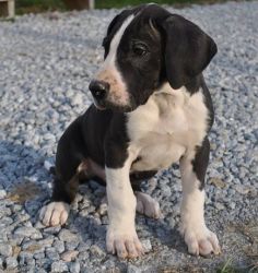 Lovable Great Dane puppies For New Homes