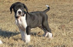 Socialized Active Great Dane Puppies For Sale.