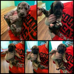 Fawn and Blue Merle Great Dane Puppies for sale!!