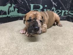 AKC Great Dane Puppies for Sale