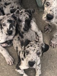Great Dane PUPPIES merle colored