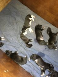 Great Dane puppies