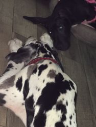 Great Danes for sale