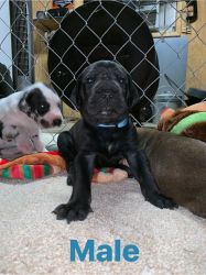 Great Dane pups for sale