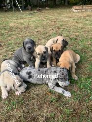 Great Dane Pupies for Sale