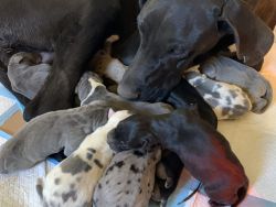 new born great danes for $1200