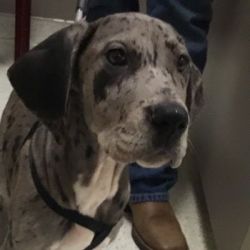 Great Dane Puppy for sale