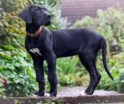 Cute greatdane puppies available for sale