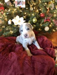 Great Dane puppies ready just in time for Christmas!