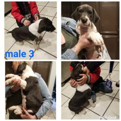 Great dane puppies for sale just in time for Christmas