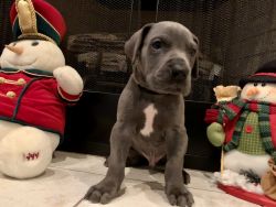 AKC Dynasty Danes Blue Pups Available