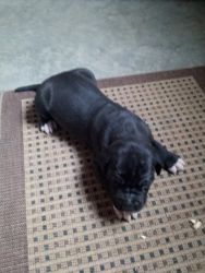 Great Dane pup for sale.