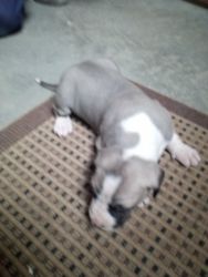 Great Dane pup for sale