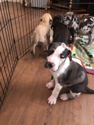 Pure bred Great Dane Puppies
