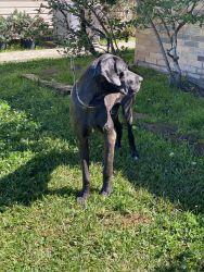 Finding my Great Dane blue a new and better home to live at .