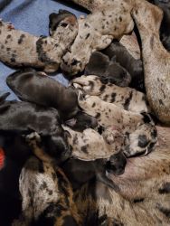 Sweetest and Big Merle and Black Great Dane Puppies