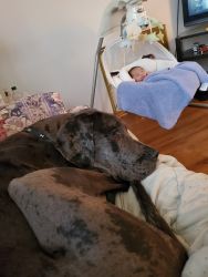 1 year old great dane