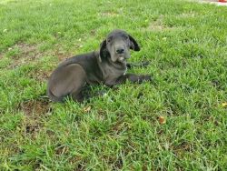Well Tammed Great Dane puppies