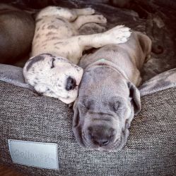 Healthy Great Dane Puppies.::Serious Inquiries