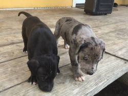 Cute Great Dane Mix puppies for sale