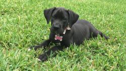 pure bred great dane puppy sweet baby