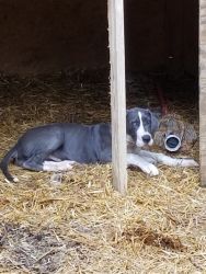 Great Dane for rehoming
