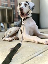 Male Harlequin Great Dane - Six Montbs