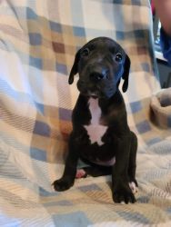 AKC registered Great Dane puppies