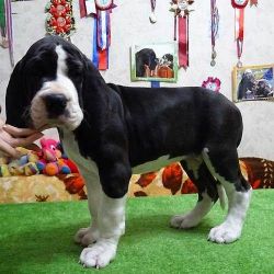 Potty Trained Great Dane Puppies For Sale