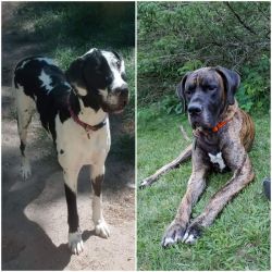 AKC Great Dane Puppies Limited rights