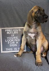 Great Dane Cane Corso Female Fawn With Black Mask