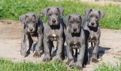 Good looking Great Dane puppies ready for caring homes