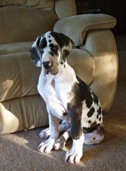 Great Dane Puppies for sale