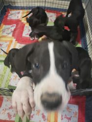 12 week old Great dane puppies