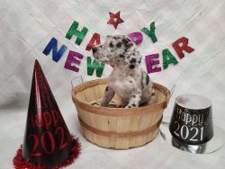 Akc registered Great dane puppies
