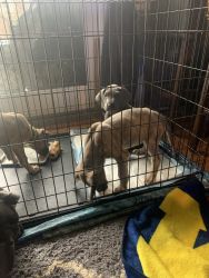 Great Dane puppies eight weeks old
