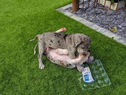Great Dane puppies for sell