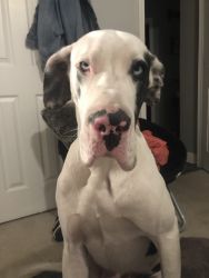 1 yr old, intact, male Great Dane