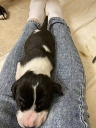 Beautiful registered Great Dane puppies for sale