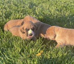 Akc Registered Great Dane puppies for sale