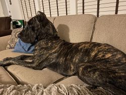 12 month old Great Dane
