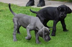 Awesome socialized Great Dane Puppies Available for sale