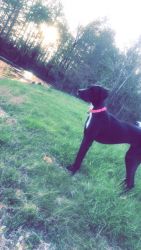 1 year old Great Dane for sell