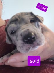 Great Dane puppies for sale in Michigan