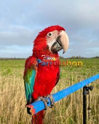 Green Wings Macaws for sale