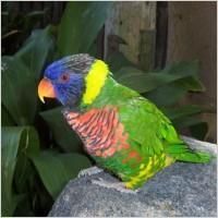 African colourfull parrots