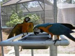 green great green macaw parots for adoption