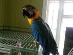 great green macaw parots