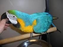 greeat green macaw parots